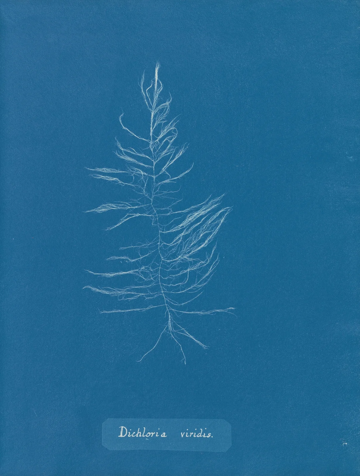 Dichloria viridis av Anna Atkins
