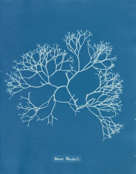 Fucus Machaii av Anna Atkins