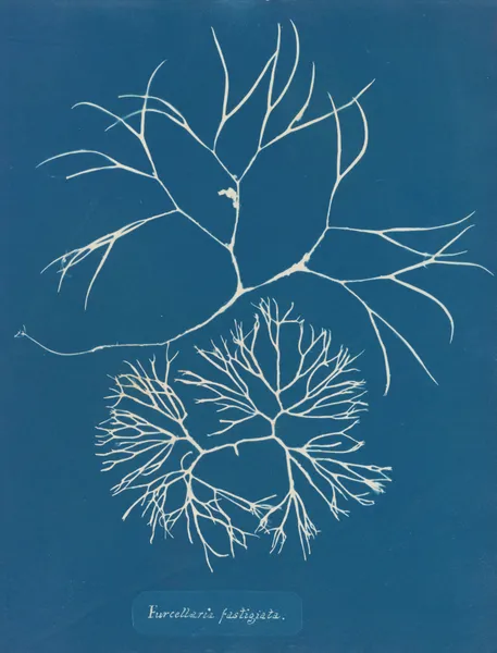 Furcellaria fastigiata. av Anna Atkins