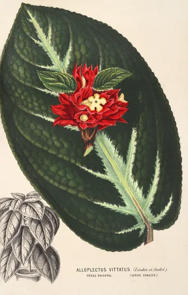 Alloplectus vittatus av Charles Antoine Lemaire
