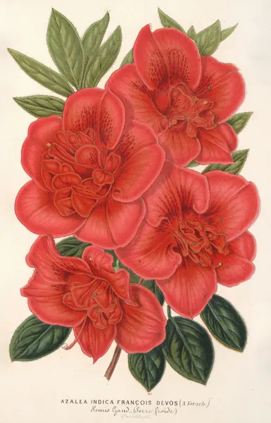 Azalea (indica) François Devos (hybride) av Charles Antoine Lemaire