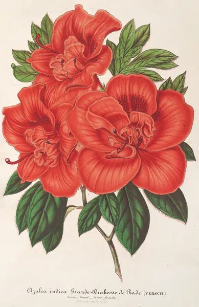 Azalea (indica) Grande Duchesse de Bade av Charles Antoine Lemaire