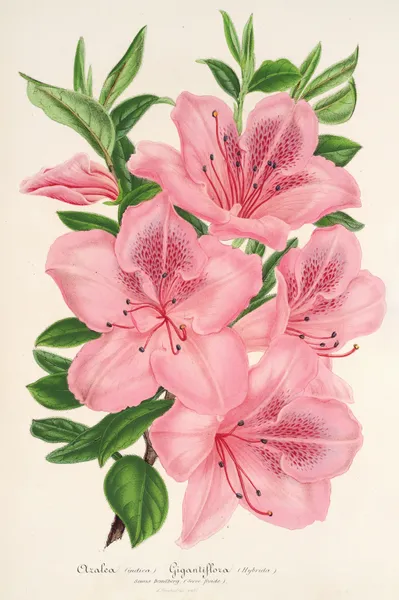 Azalea indica (hybrida) gigantiflora av Charles Antoine Lemaire