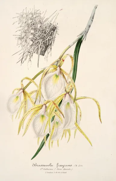 Brassavola fragrans av Charles Antoine Lemaire
