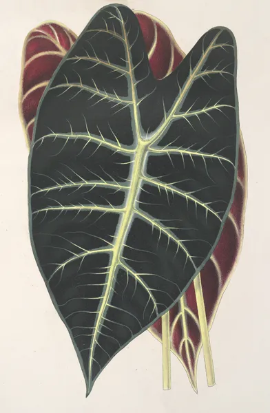 Caladium Lowii av Charles Antoine Lemaire