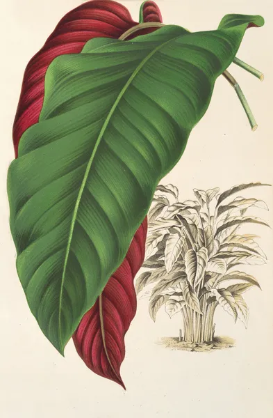 Calathea arrecta av Charles Antoine Lemaire