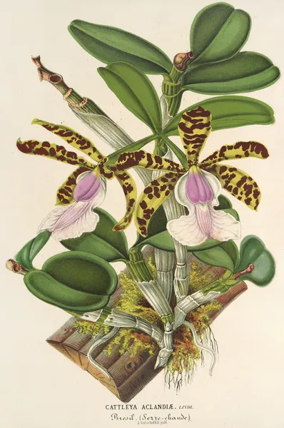 Cattleya Aclandiæ av Charles Antoine Lemaire