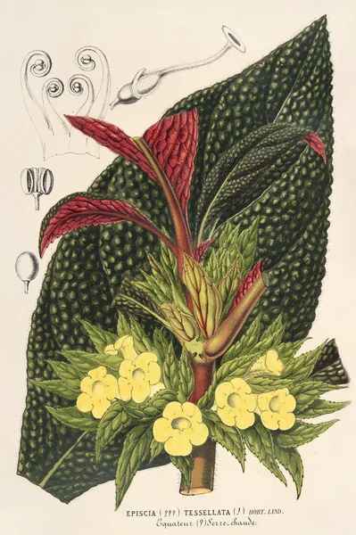 Centrosolenia bullata (Episcia tessellata) av Charles Antoine Lemaire