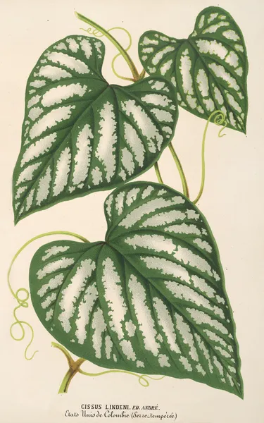 Cissus Lindeni av Charles Antoine Lemaire