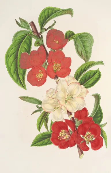 Cydonia japónica (Varietés nouvelles du) av Charles Antoine Lemaire