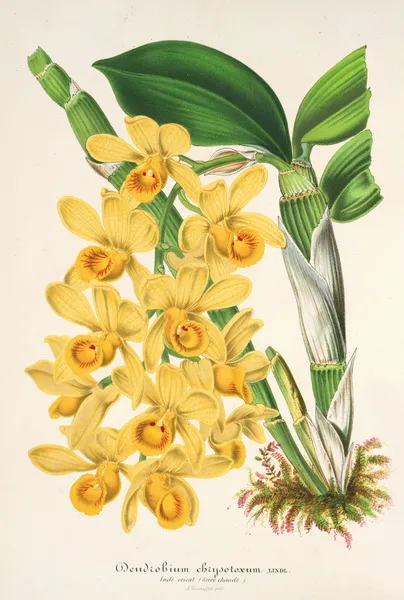 Dendrobium chrysotoxum av Charles Antoine Lemaire