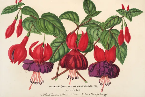 Fuchsia (variétés jardiniques de) av Charles Antoine Lemaire