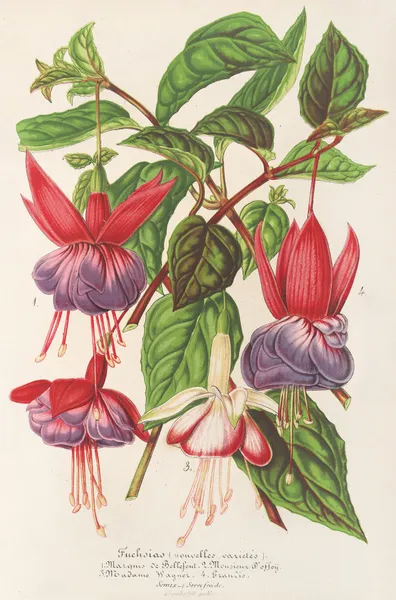 Fuchsia (nouvelles variétés de) av Charles Antoine Lemaire