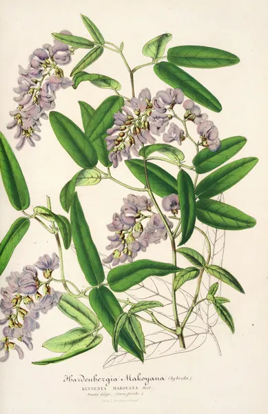 Hardenbergia Makoyana (hybrida) av Charles Antoine Lemaire