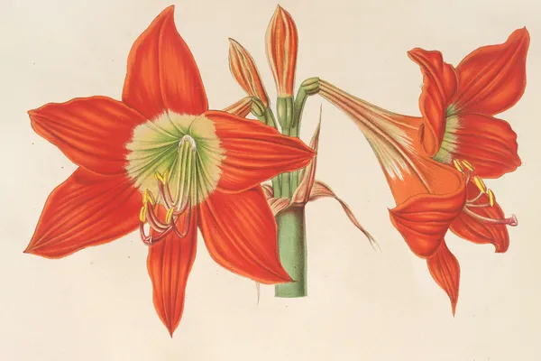 Hippeastrum (Amaryllis!) pyrrochroum av Charles Antoine Lemaire