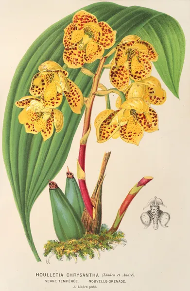 Houlletia chrysantha av Charles Antoine Lemaire