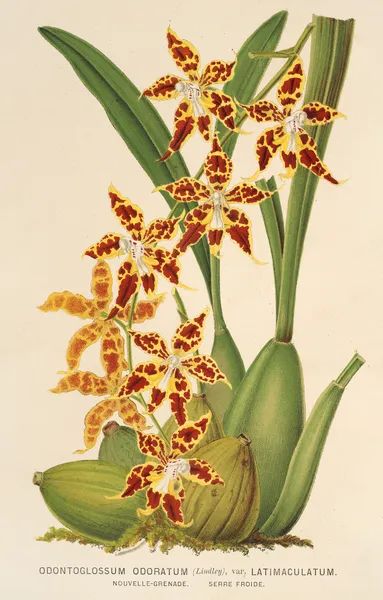Odontoglossum odoratum, var. latima-culatum av Charles Antoine Lemaire