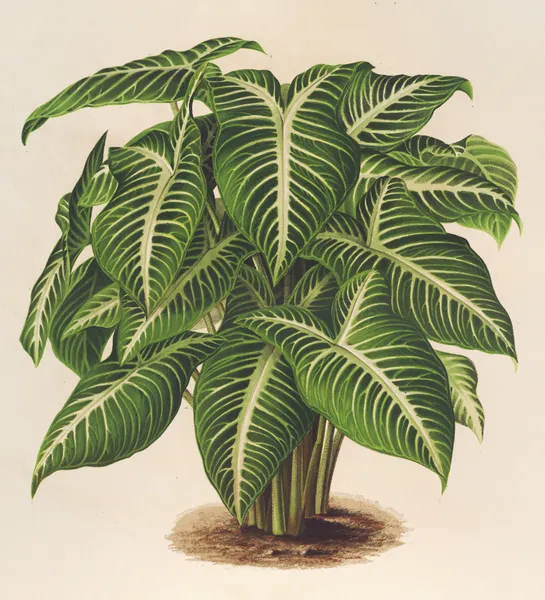 Phyllotœnium Lindeni av Charles Antoine Lemaire