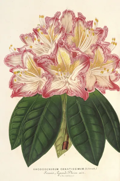 Rhododendrum ornatissimum (hybr.) av Charles Antoine Lemaire