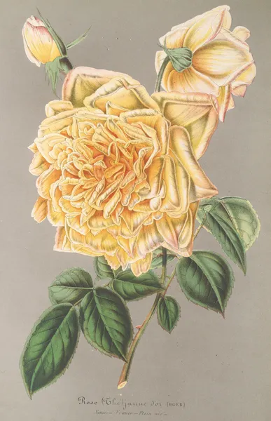 Rose (Thé) Jaune d’or av Charles Antoine Lemaire