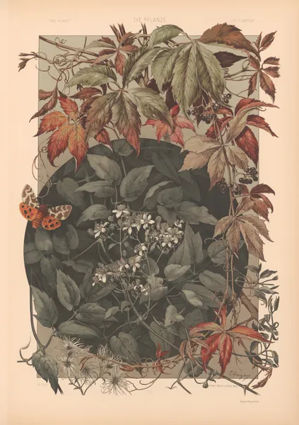 Die Pflanze in Kunst und Gewerbe (The Plant in Art and Industry) Pl.136 av Anton Seder