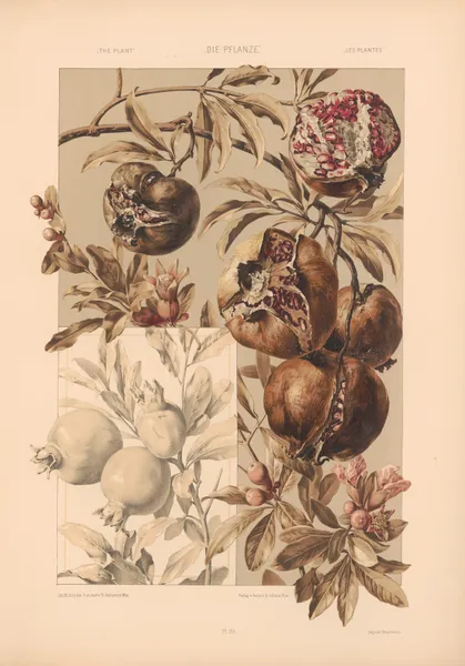 Die Pflanze in Kunst und Gewerbe (The Plant in Art and Industry) Pl.145 av Anton Seder