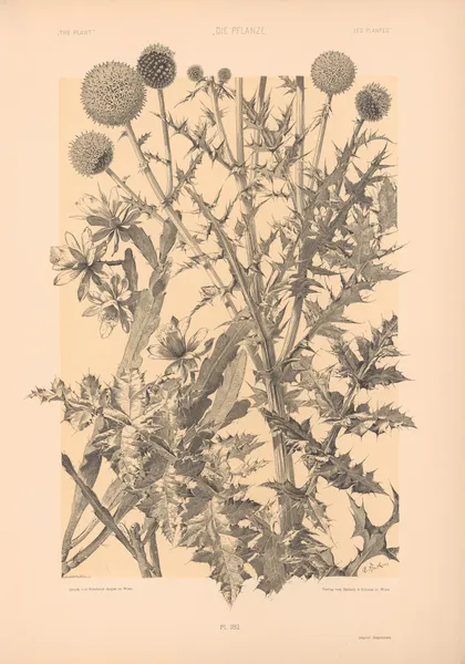 Die Pflanze in Kunst und Gewerbe (The Plant in Art and Industry) Pl.191 av Anton Seder