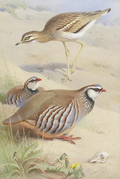 A Stone Curlew And A Pair Of French Partridge av Archibald Thorburn