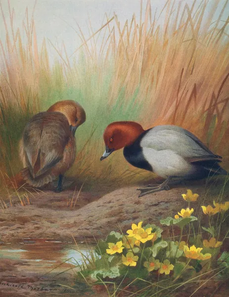 Common Pochard av Archibald Thorburn