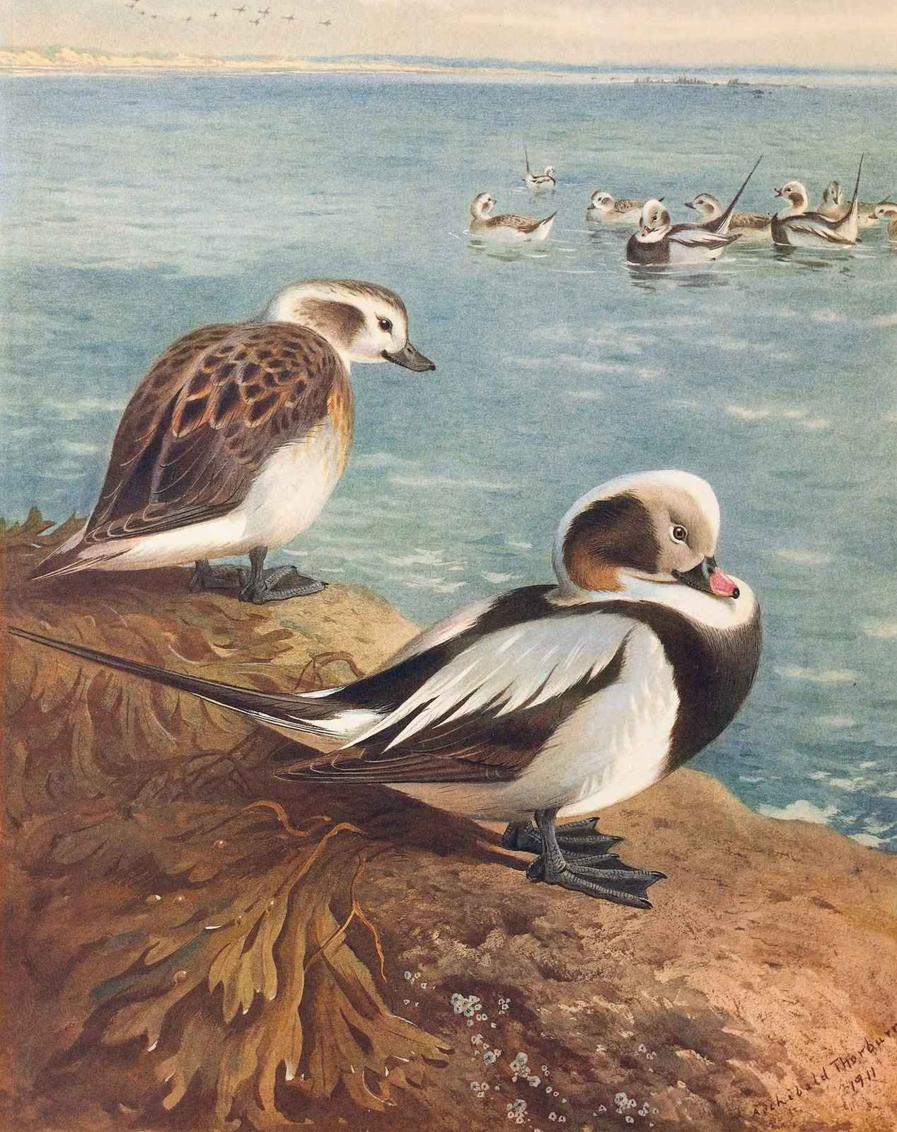 Long-Tailed Duck (Winter) av Archibald Thorburn