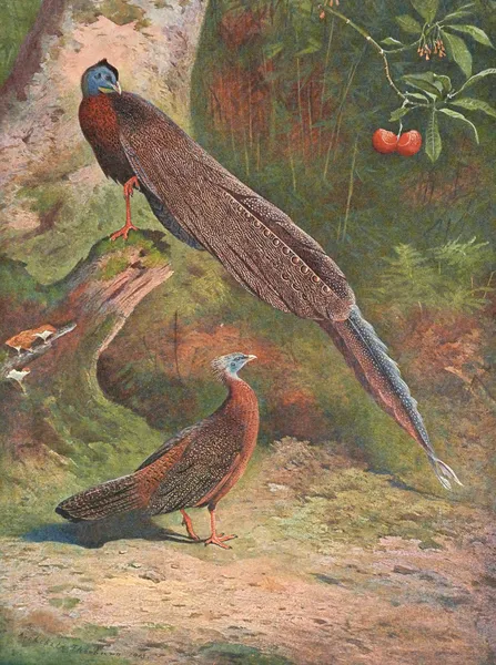 Malay Argus Pheasant av Archibald Thorburn