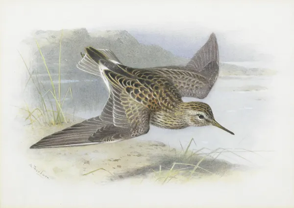 Pectoral Sandpiper av Archibald Thorburn