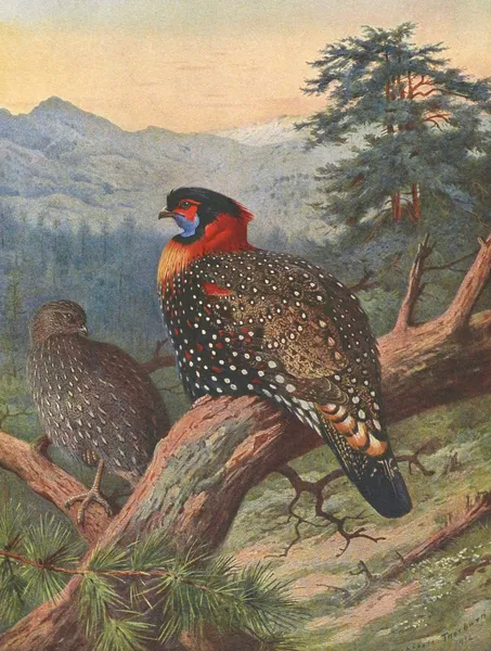 Western Tragopan av Archibald Thorburn