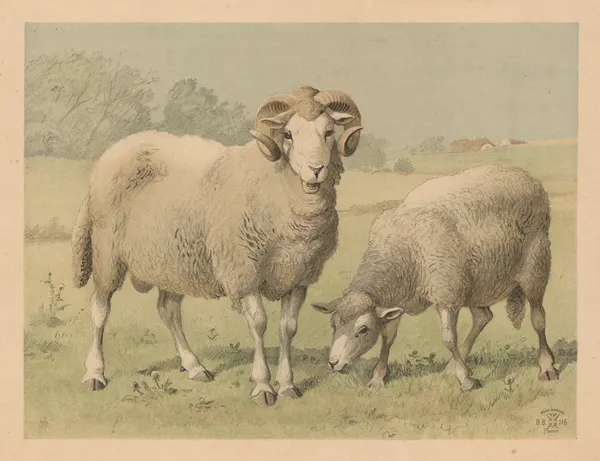 Får av Oluf August Hermansen