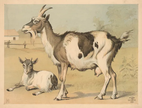 Tamged av Oluf August Hermansen