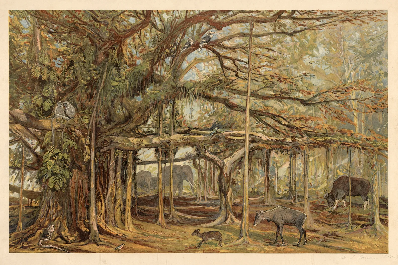 From the Indian subcontinent (Deccan) av August Specht