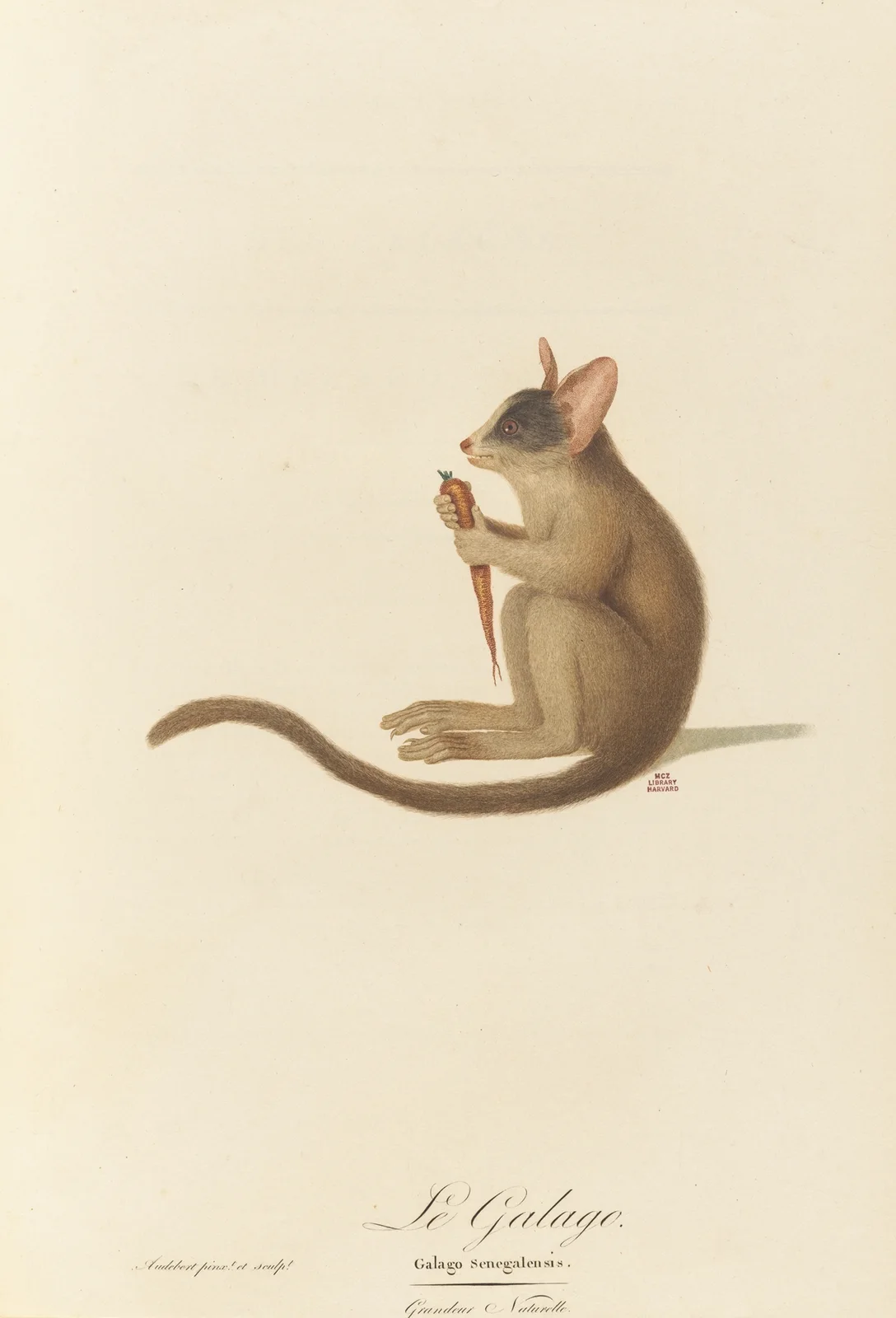 Le Galago av Jean-Baptiste Audebert