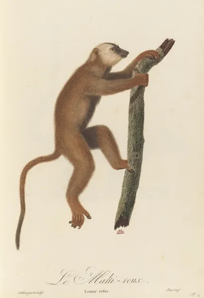 Le Maki roux av Jean-Baptiste Audebert