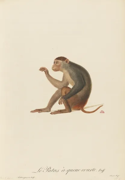 Le Patas à queue courte av Jean-Baptiste Audebert