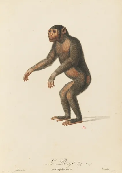 Le Pongo av Jean-Baptiste Audebert