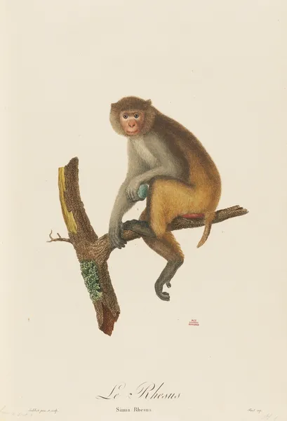 Le Rhesus av Jean-Baptiste Audebert