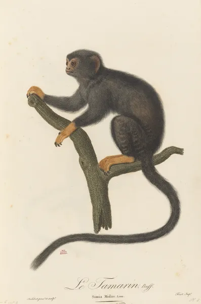 Le Tamarin av Jean-Baptiste Audebert