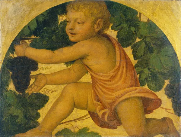 Putto picking Grapes av Bernardino Luini