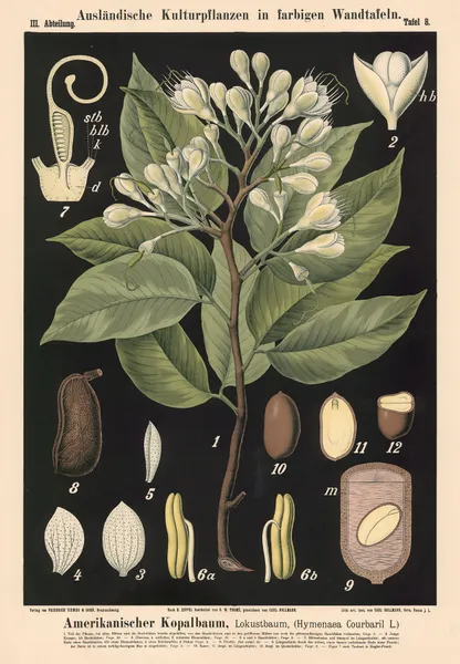 Amerikanischer Kopalbaum, Lokustbaum, (Hymenaea Cour-baril L.) av Carl Bollmann