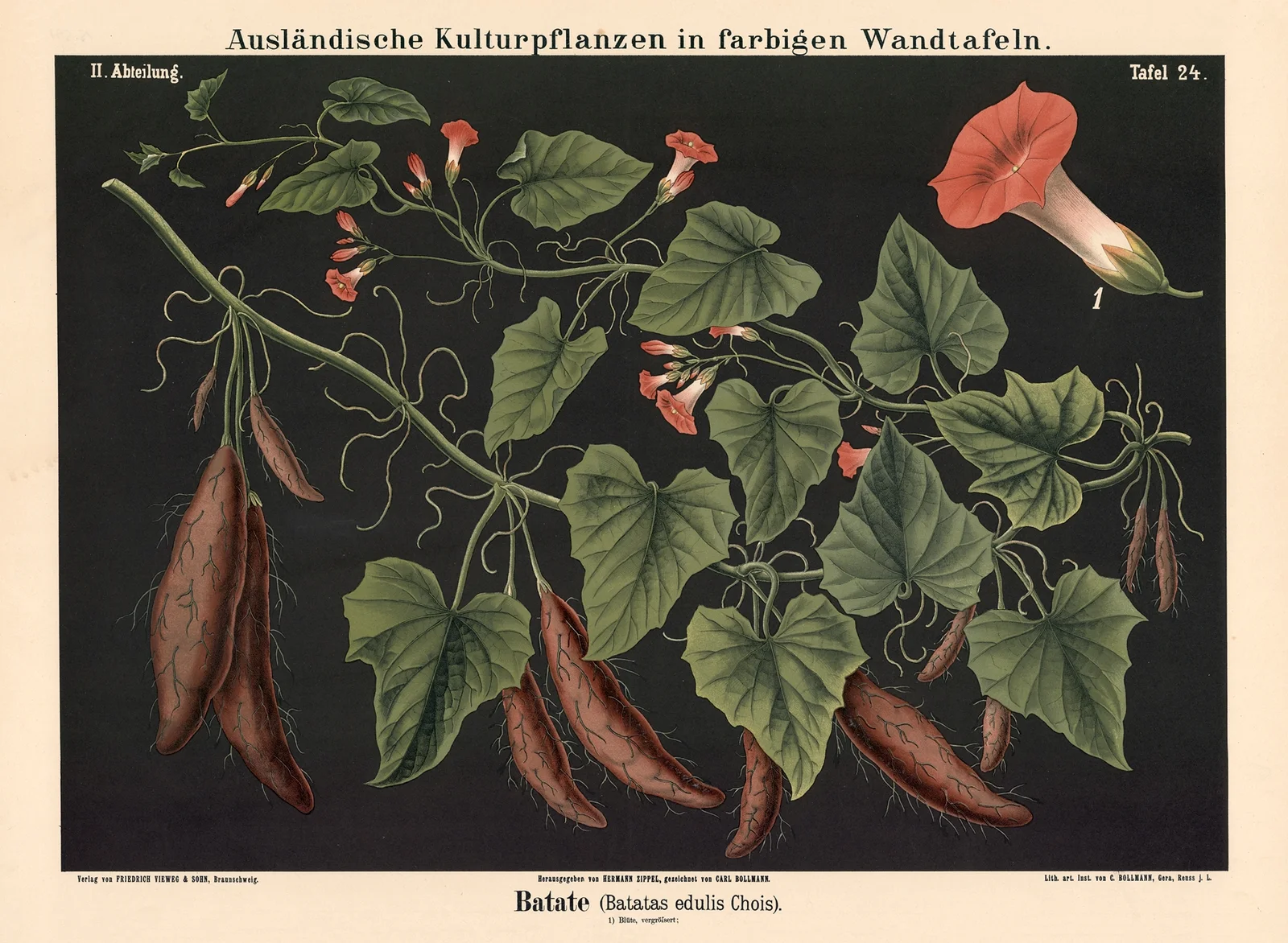 Batate (Batatas edulis Chois) av Carl Bollmann