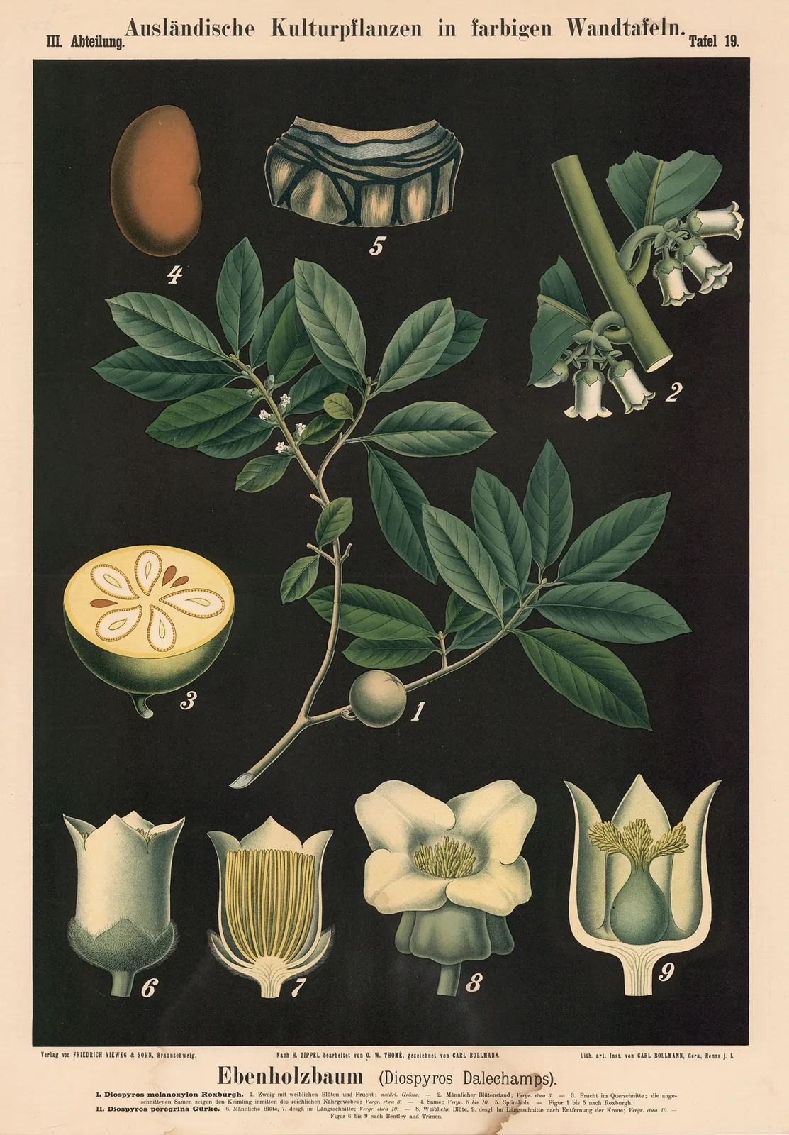 Ebenholzbaum (Diospyros Dalechamps). av Carl Bollmann