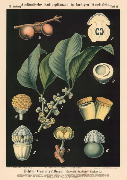 Echter Gummiguttbaum (Garcinia Hanburyi Hooker L.) av Carl Bollmann
