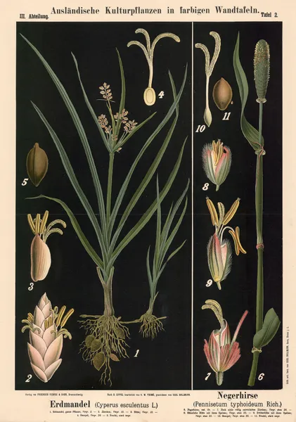 Erdmandel (Cyperus esculentus L.) – Negerhirse (Pennise-tum typhoideum Rich.) av Carl Bollmann