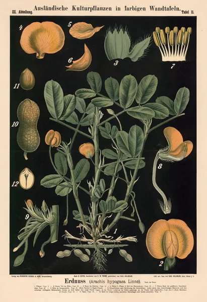 Erdnuss (Arachis hypogaea Linné.) av Carl Bollmann