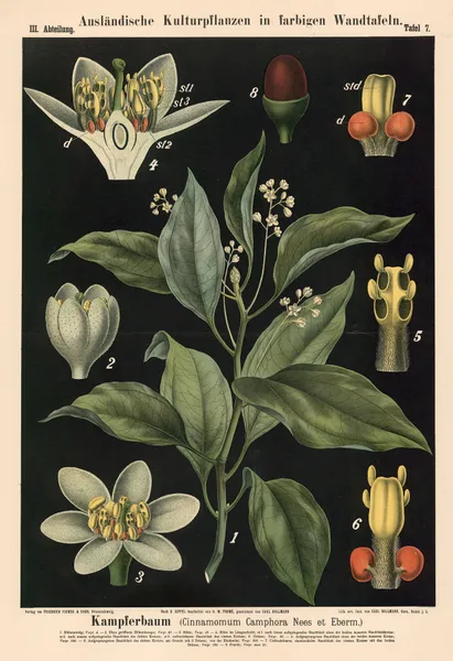 Kampferbaum (Cinnamomum Camphora Nees et Eberm.) av Carl Bollmann